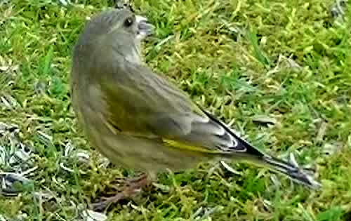 Grünfink Weibchen
